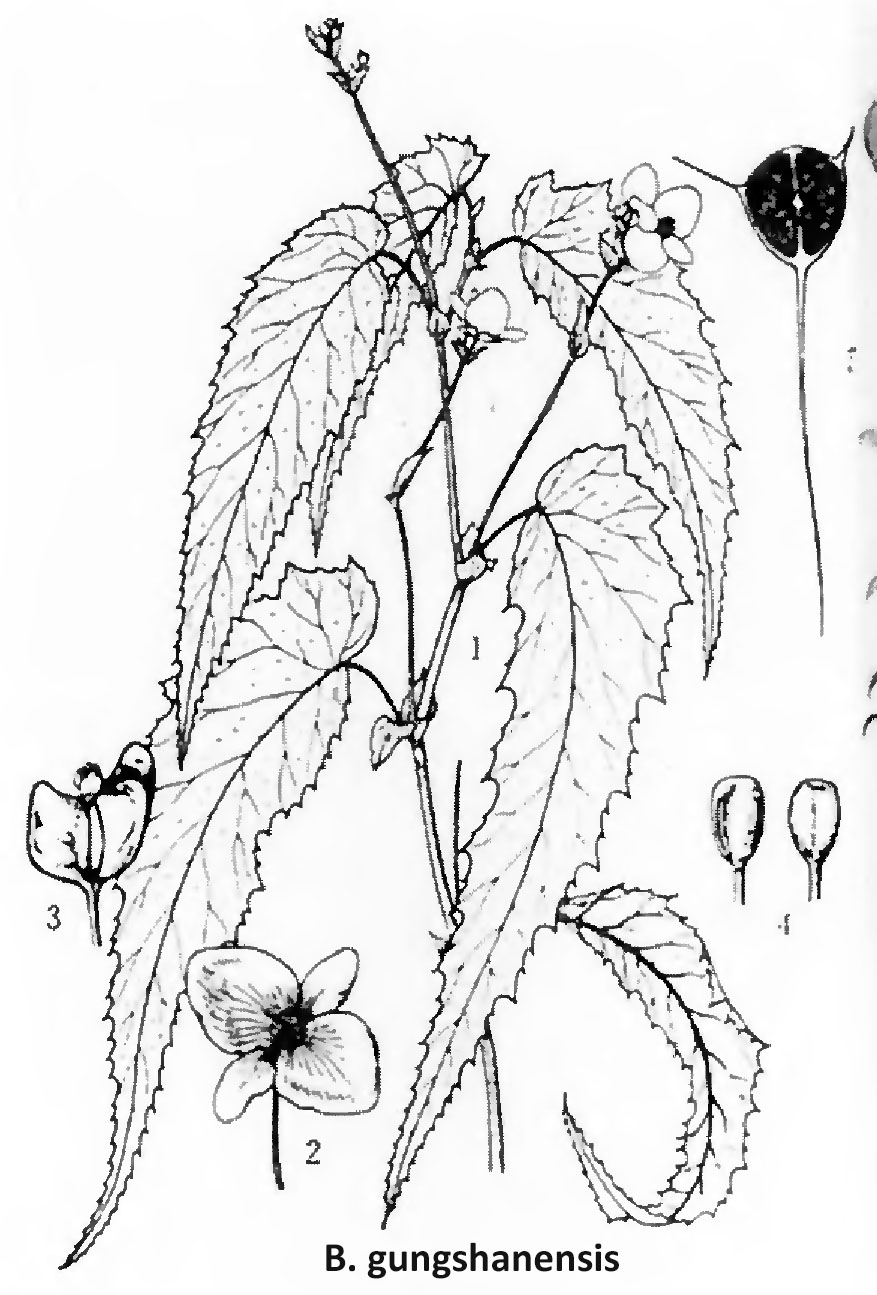 B. gungshanensis
